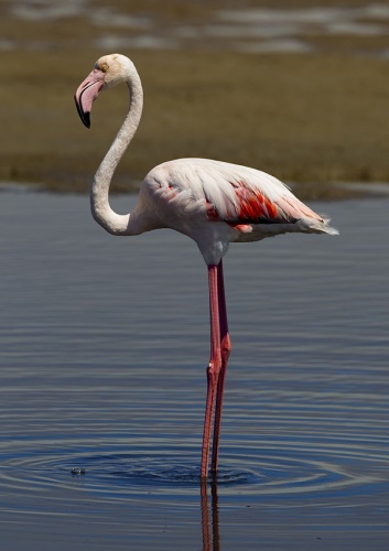 Greater Flamingo © <a href="//commons.wikimedia.org/wiki/User:Yathin_sk" title="User:Yathin sk">Yathin S Krishnappa</a>
