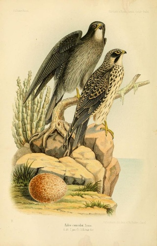 Sooty Falcon © Finsch, Otto (1839-1917); Hartlaub, Gustav, (1814-1900)