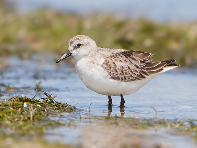 Red-necked Stint &copy; <a href="//commons.wikimedia.org/wiki/User:JJ_Harrison" title="User:JJ Harrison">JJ Harrison</a> (<a rel="nofollow" class="external free" href="https://www.jjharrison.com.au/">https://www.jjharrison.com.au/</a>)