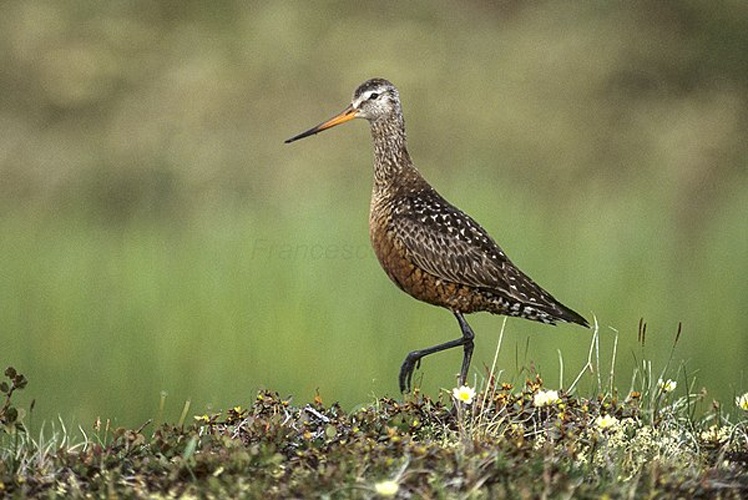 Hudsonian Godwit &copy; <a rel="nofollow" class="external text" href="https://www.flickr.com/people/30818542@N04">Francesco Veronesi</a> from Italy