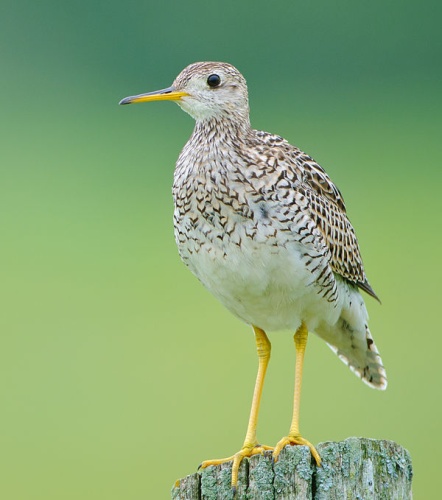 Upland Sandpiper © <a href="//commons.wikimedia.org/wiki/User:Johnath" title="User:Johnath">Johnath</a>