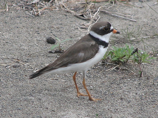 Semipalmated Plover © <a href="//commons.wikimedia.org/wiki/User:Dger" title="User:Dger">D. Gordon E. Robertson</a>