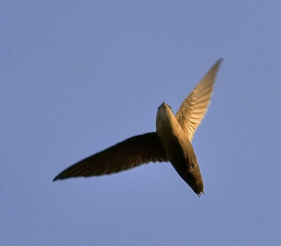 Chimney Swift &copy; <a rel="nofollow" class="external text" href="https://www.flickr.com/people/61135968@N00">Jim McCulloch</a>
