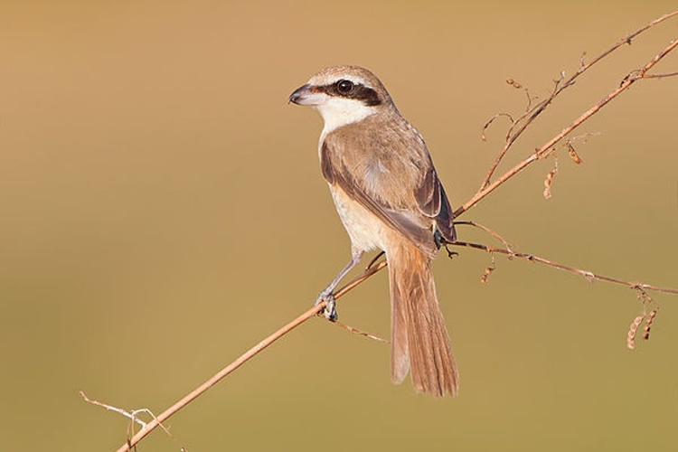 Brown Shrike &copy; <a href="//commons.wikimedia.org/wiki/User:JJ_Harrison" title="User:JJ Harrison">JJ Harrison</a> (<a rel="nofollow" class="external free" href="https://www.jjharrison.com.au/">https://www.jjharrison.com.au/</a>)