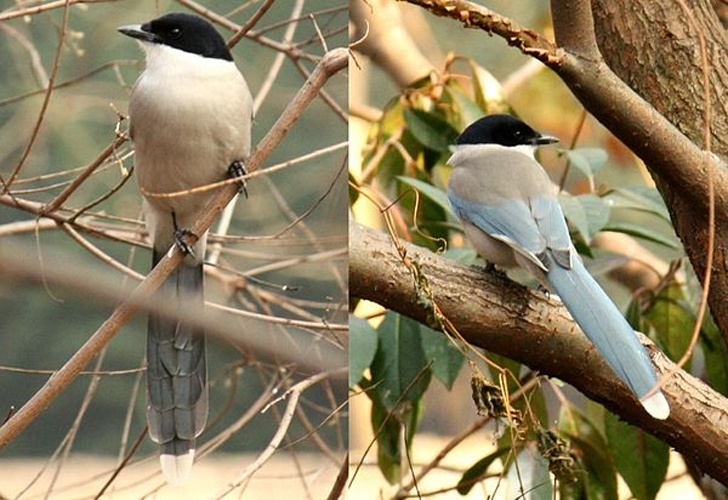 Azure-winged Magpie &copy; <a href="//commons.wikimedia.org/wiki/User:J._Patrick_Fischer" title="User:J. Patrick Fischer">J. Patrick Fischer</a>