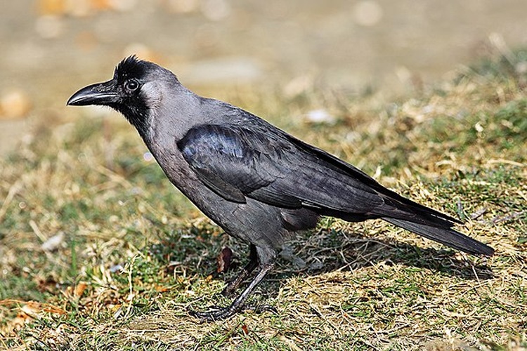House Crow © <a href="//commons.wikimedia.org/wiki/User:Benjamint444" title="User:Benjamint444">Benjamint444</a>