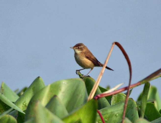 Paddyfield Warbler &copy; <a href="//commons.wikimedia.org/wiki/User:J.M.Garg" title="User:J.M.Garg">J.M.Garg</a>