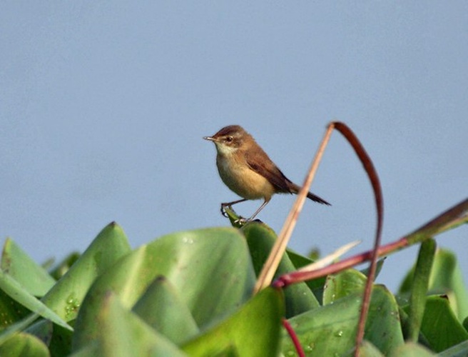 Paddyfield Warbler © <a href="//commons.wikimedia.org/wiki/User:J.M.Garg" title="User:J.M.Garg">J.M.Garg</a>