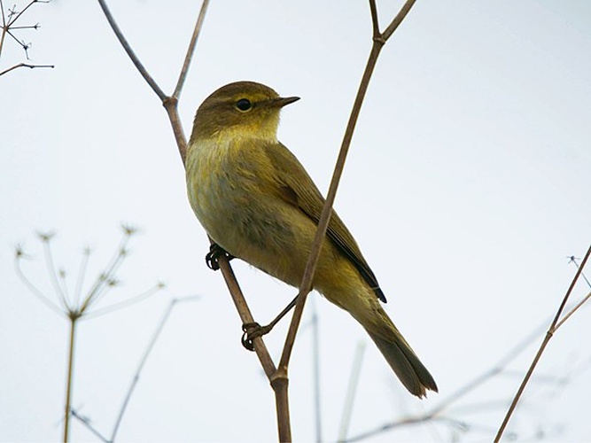 Iberian Chiffchaff &copy; <a rel="nofollow" class="external text" href="https://www.flickr.com/photos/ferranp/">ferran pestaña</a>