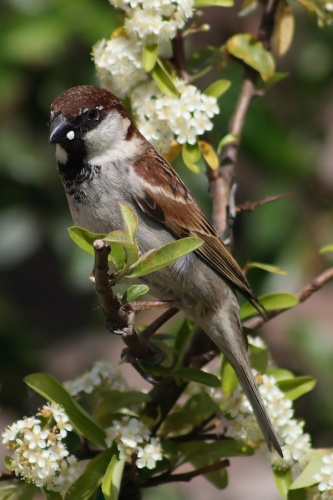Italian sparrow © <a href="//commons.wikimedia.org/wiki/User:Loz" title="User:Loz">Loz</a> (L. B. Tettenborn)