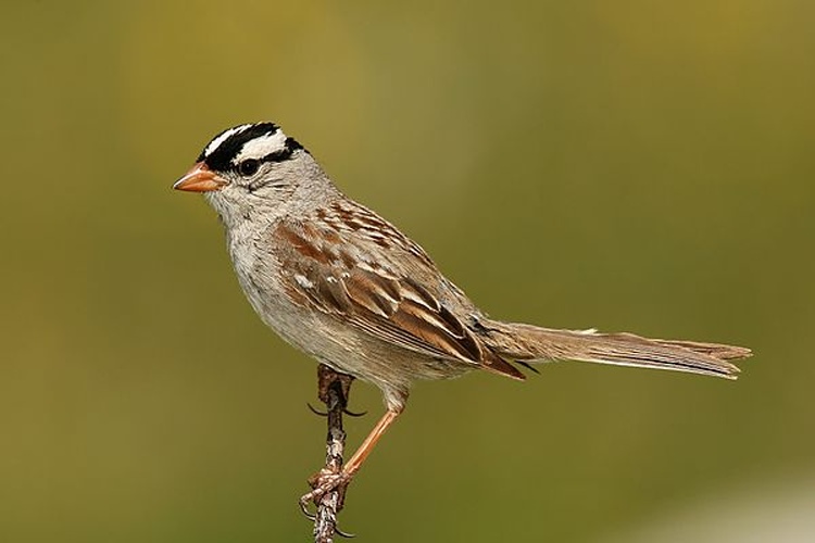 White-crowned Sparrow &copy; <a href="//commons.wikimedia.org/wiki/User:Wwcsig" title="User:Wwcsig">Wolfgang Wander</a>