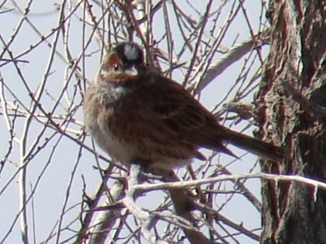 Pine Bunting &copy; <a href="//commons.wikimedia.org/wiki/User:Yuriy75" title="User:Yuriy75">Yuriy75</a>
