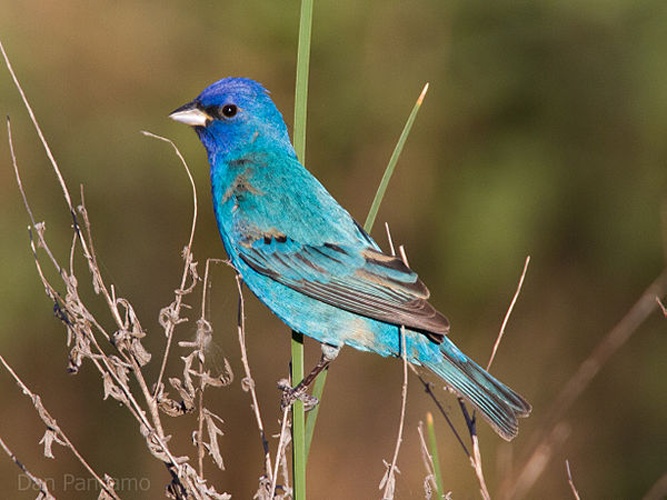 Indigo Bunting &copy; <a rel="nofollow" class="external text" href="https://www.flickr.com/people/10017367@N03">Dan Pancamo</a>