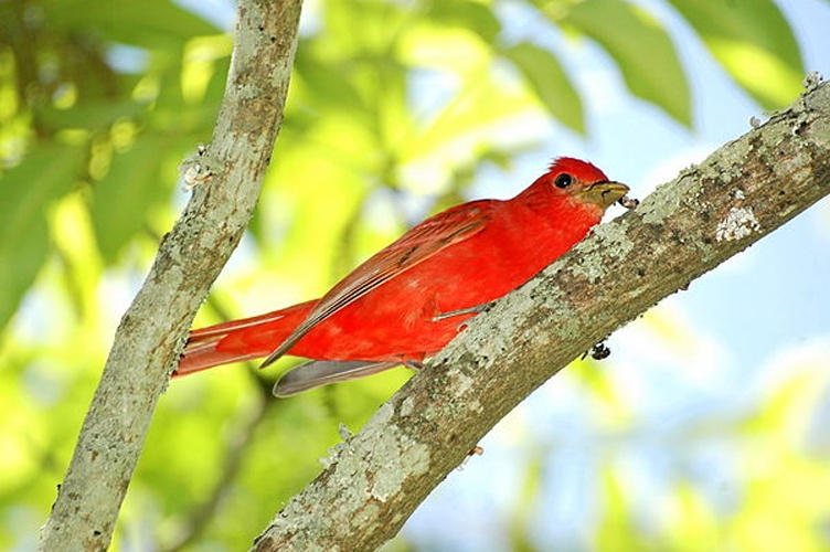 Summer Tanager © <a href="https://en.wikipedia.org/wiki/User:Ospr3yy" class="extiw" title="wikipedia:User:Ospr3yy">Ospr3yy</a> at <a href="https://en.wikipedia.org/wiki/" class="extiw" title="wikipedia:">English Wikipedia</a>