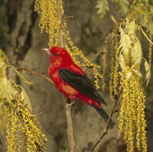 Scarlet Tanager &copy; 