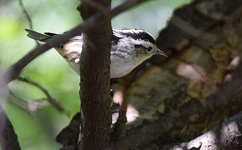 Black-and-white Warbler &copy; <a rel="nofollow" class="external text" href="https://www.flickr.com/people/80270393@N06">Andy Reago &amp; Chrissy McClarren</a>