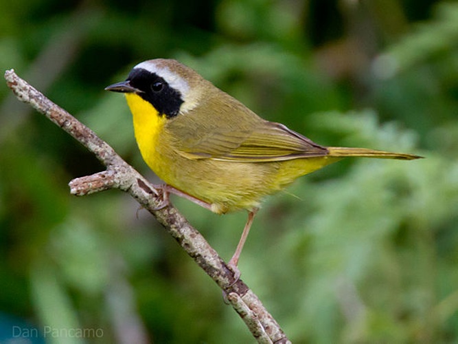 Common Yellowthroat &copy; <a rel="nofollow" class="external text" href="https://www.flickr.com/people/10017367@N03">Dan Pancamo</a>