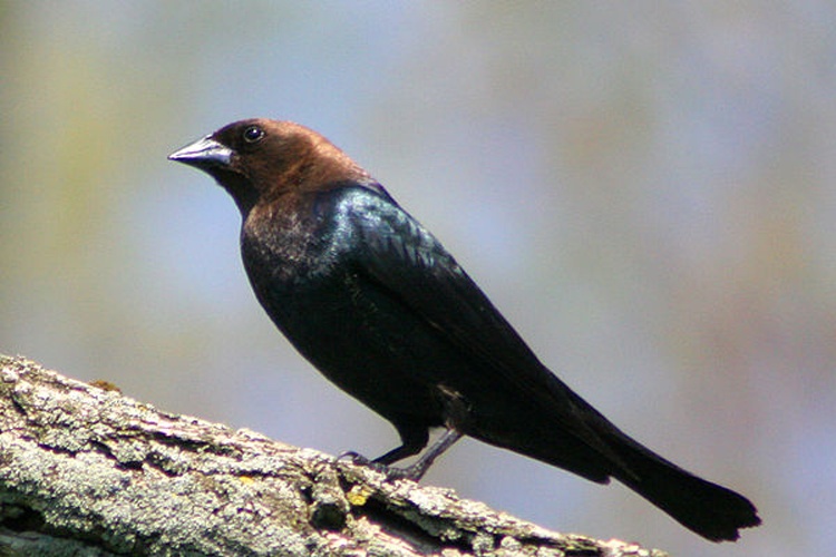 Brown-headed Cowbird &copy; <a rel="nofollow" class="external text" href="https://www.flickr.com/people/8048027@N05">Bear golden retriever</a> from auburn,ny, usa