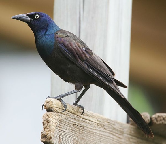 Common Grackle &copy; 