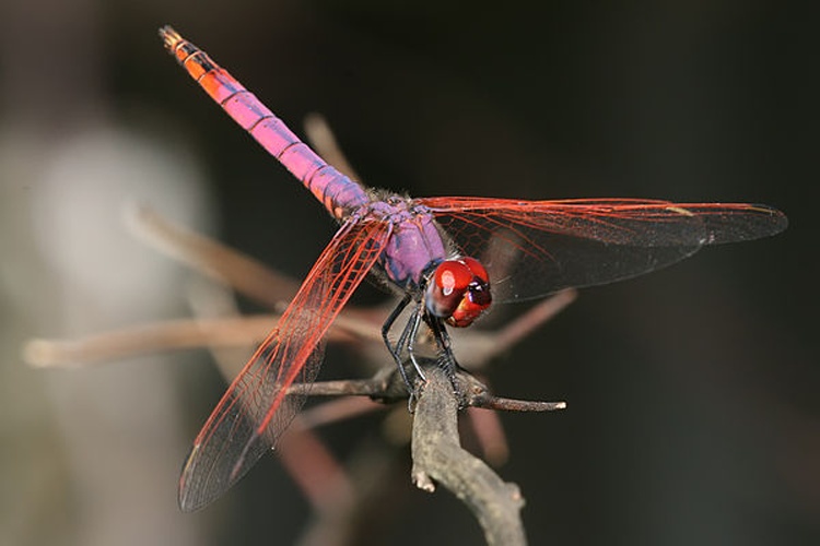 Trithemis annulata &copy; <b><a href="https://en.wikipedia.org/wiki/User:Muhammad_Mahdi_Karim" class="extiw" title="w:User:Muhammad Mahdi Karim">Muhammad Mahdi Karim</a></b>