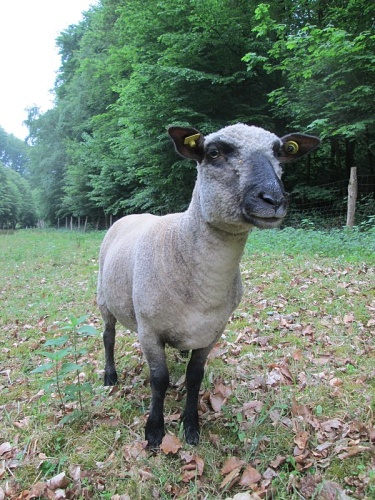 Ovis aries © <div class="fn value">
<a href="//commons.wikimedia.org/wiki/User:AnRo0002" title="User:AnRo0002">AnRo0002</a>
</div>