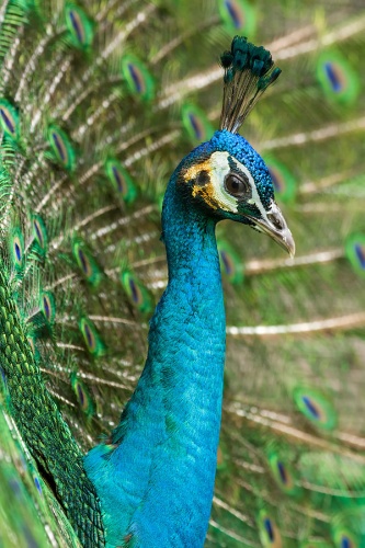 Indian Peafowl © <table style="background-color: transparent" cellspacing="0" cellpadding="0"><tbody><tr><td>
<table class="toccolours" style="background: #ccf; text-align: right; vertical-align: top; padding-right: 0.4em; width: 100%" cellpadding="2"><tbody><tr>
<td>
<div class="floatleft"><a href="//commons.wikimedia.org/wiki/File:Canon_EF_70-300mm.jpg" class="image"><img alt="Canon EF 70-300mm.jpg" src="https://upload.wikimedia.org/wikipedia/commons/thumb/7/76/Canon_EF_70-300mm.jpg/100px-Canon_EF_70-300mm.jpg" decoding="async" width="100" height="63" srcset="https://upload.wikimedia.org/wikipedia/commons/thumb/7/76/Canon_EF_70-300mm.jpg/150px-Canon_EF_70-300mm.jpg 1.5x, https://upload.wikimedia.org/wikipedia/commons/thumb/7/76/Canon_EF_70-300mm.jpg/200px-Canon_EF_70-300mm.jpg 2x" data-file-width="1920" data-file-height="1200"></a></div>
</td>
<td>
<span style="color:black;">This picture was realized by <a href="//commons.wikimedia.org/wiki/User:Richard_Bartz" title="User:Richard Bartz">Richard Bartz
