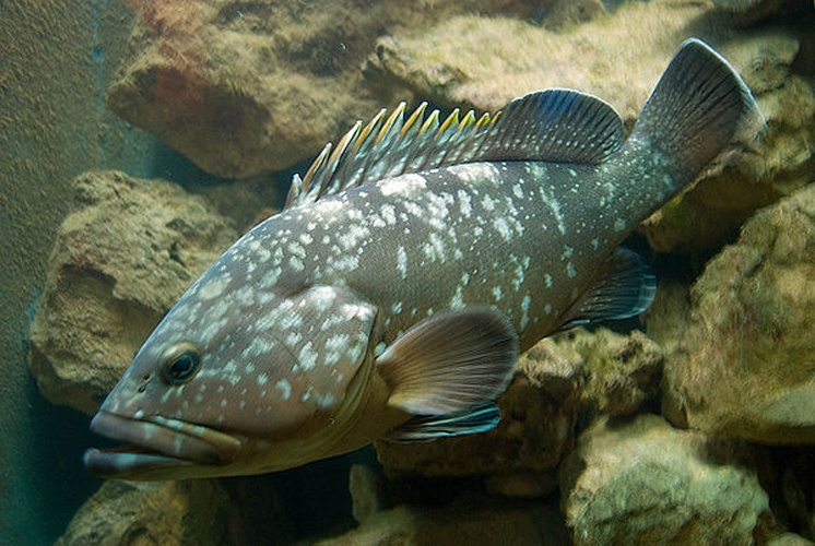 Epinephelus marginatus &copy; <a href="//commons.wikimedia.org/wiki/User:Ranko" title="User:Ranko">Ranko</a>