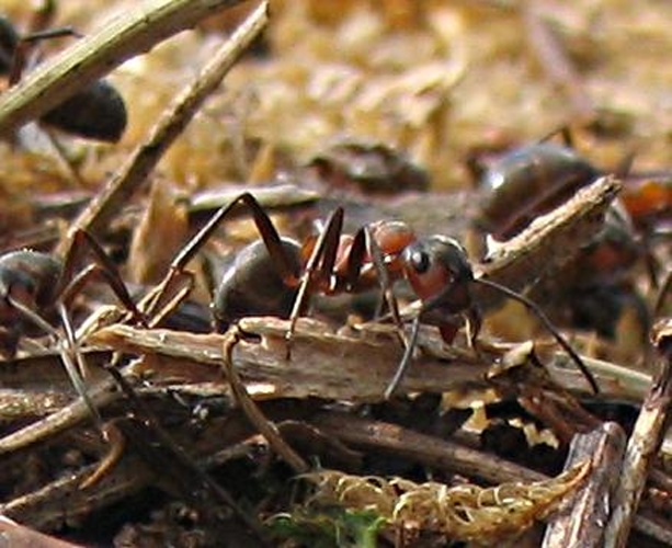 Formica polyctena © 