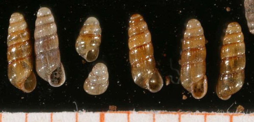 Acicula lineata &copy; Francisco Welter Schultes <a rel="nofollow" class="external autonumber" href="http://www.animalbase.uni-goettingen.de/zooweb/servlet/AnimalBase/home/collaborator?id=7">[1]</a>