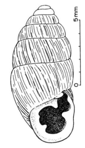 Chondrula tridens © <bdi><a href="https://www.wikidata.org/wiki/Q11925747" class="extiw" title="d:Q11925747">Vojen Ložek</a>
</bdi>