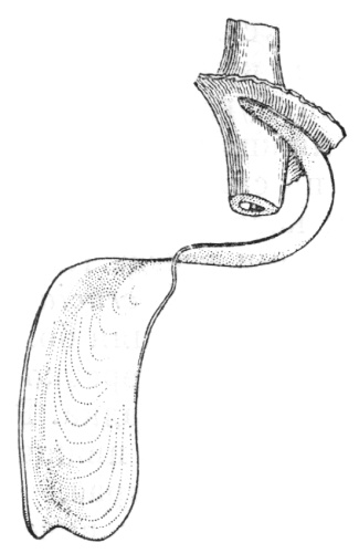 Clausilia dubia © Ehrmann, Hermann Felix Paul (* 21st December 1868 – † 6th October 1937; Germany)