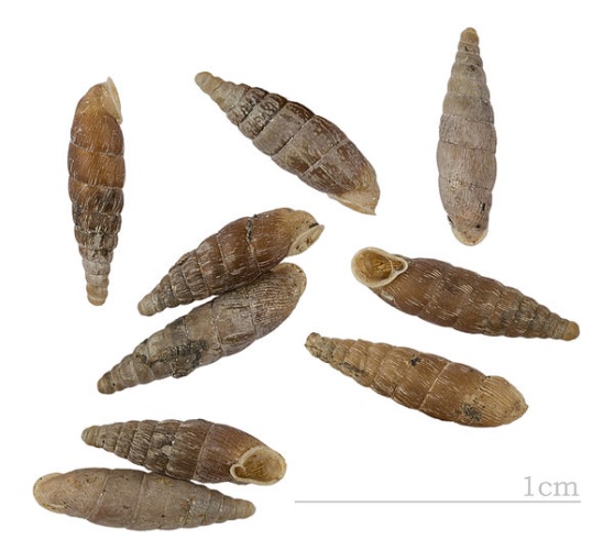 Clausilia rugosa &copy; <div class="fn value">
<a href="//commons.wikimedia.org/wiki/User:Archaeodontosaurus" title="User:Archaeodontosaurus">Didier Descouens</a>
</div>