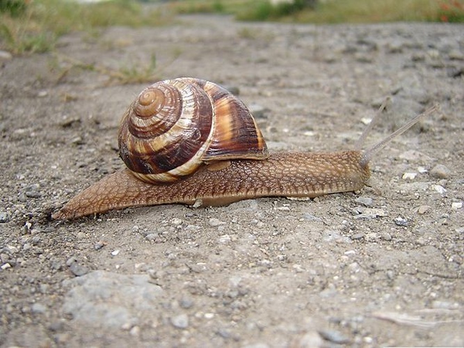 Helix lucorum © Petar Iankov, <a rel="nofollow" class="external free" href="http://www.ImagesFromBulgaria.com">http://www.ImagesFromBulgaria.com</a>