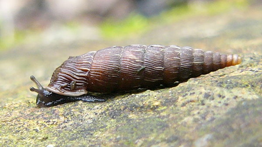 Laciniaria plicata © <bdi><a href="https://www.wikidata.org/wiki/Q58300160" class="extiw" title="d:Q58300160">Michal Maňas</a>
</bdi>