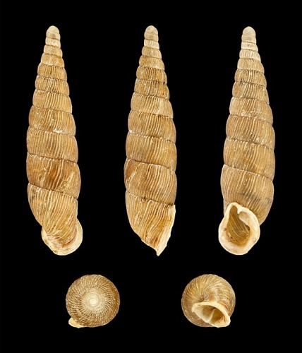 Macrogastra ventricosa © H. Zell