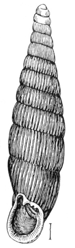 Macrogastra plicatula &copy; Ehrmann, Hermann Felix Paul (* 21st December 1868 – † 6th October 1937; Germany)