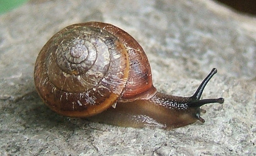 Monachoides incarnatus © <a rel="nofollow" class="external text" href="http://www.animalbase.uni-goettingen.de/zooweb/servlet/AnimalBase/home/collaborator?id=7">Francisco Welter Schultes</a>