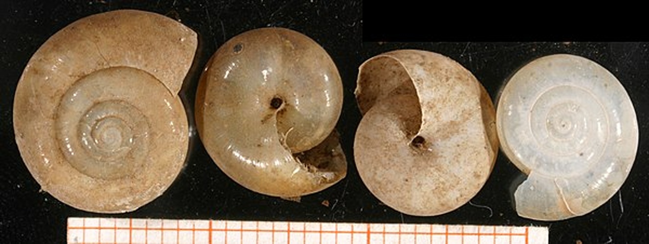 Morlina glabra &copy; Francisco Welter-Schultes <a rel="nofollow" class="external text" href="http://www.animalbase.uni-goettingen.de/zooweb/servlet/AnimalBase/home/collaborator?id=7">permission</a>