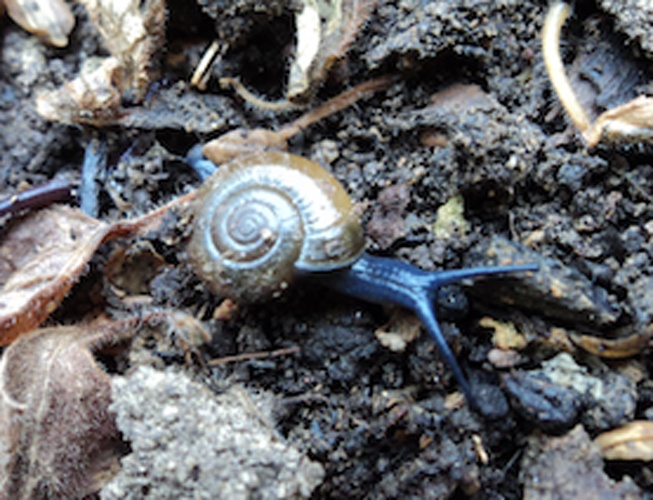 Oxychilus navarricus © <a href="//commons.wikimedia.org/w/index.php?title=User:Circeknowledgebase&amp;action=edit&amp;redlink=1" class="new" title="User:Circeknowledgebase (page does not exist)">Circeknowledgebase</a>