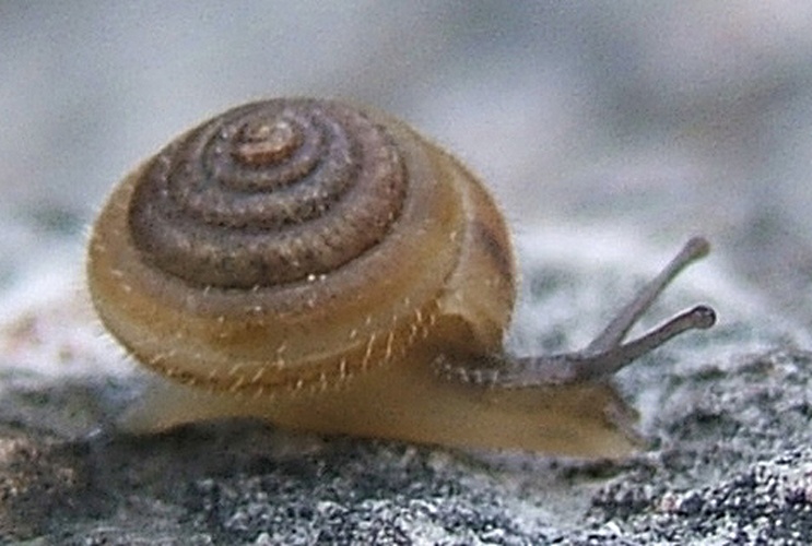 Petasina edentula © Francisco Welter Schultes <a rel="nofollow" class="external text" href="http://www.animalbase.uni-goettingen.de/zooweb/servlet/AnimalBase/home/collaborator?id=7">see here</a>