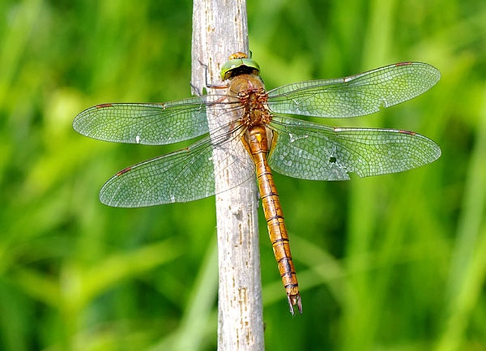 Aeshna isoceles © <a href="//commons.wikimedia.org/wiki/User:Fice" title="User:Fice">Christian Fischer</a>