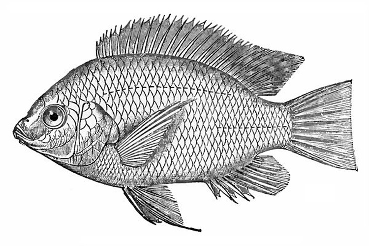 Oreochromis niloticus © W H Flower