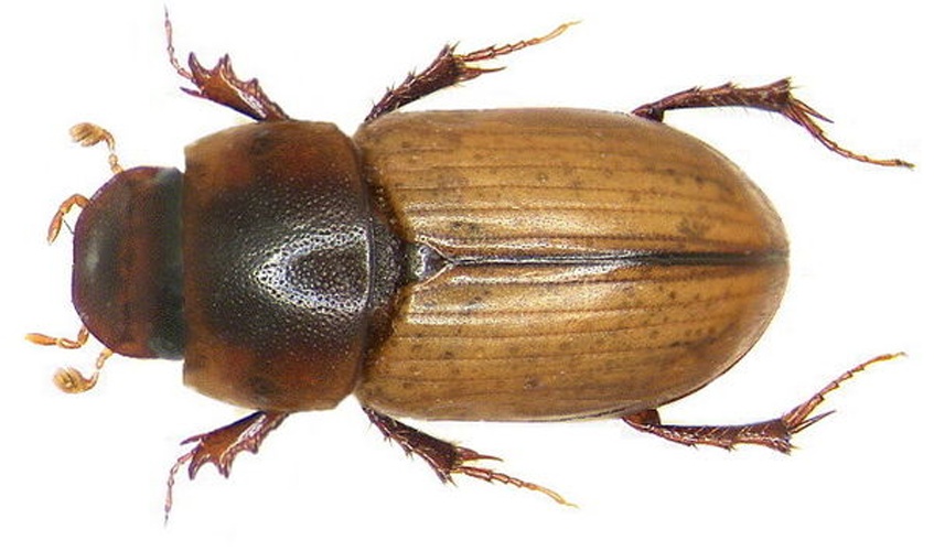 Acanthobodilus immundus © <a rel="nofollow" class="external text" href="https://www.flickr.com/people/30703260@N08">Udo Schmidt</a> from Deutschland