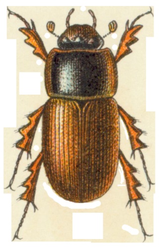 Acrossus depressus &copy; <bdi><a href="https://en.wikipedia.org/wiki/en:Edmund_Reitter" class="extiw" title="w:en:Edmund Reitter">Edmund Reitter</a>
</bdi>