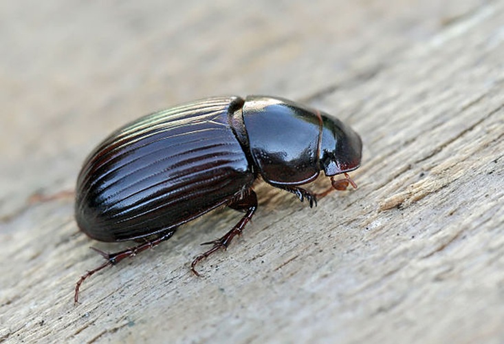Aphodius rufipes &copy; Entomart