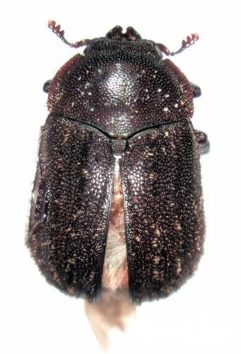 Aesalus scarabaeoides © S.E. Thorpe