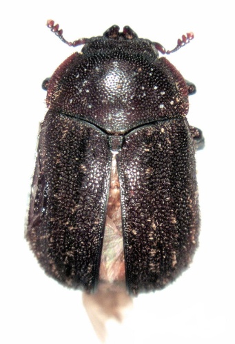 Aesalus scarabaeoides &copy; S.E. Thorpe