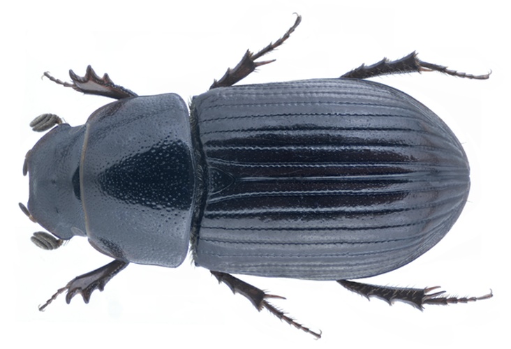 Agoliinus satyrus &copy; <a href="//commons.wikimedia.org/w/index.php?title=User:URSchmidt&amp;action=edit&amp;redlink=1" class="new" title="User:URSchmidt (page does not exist)">URSchmidt</a>