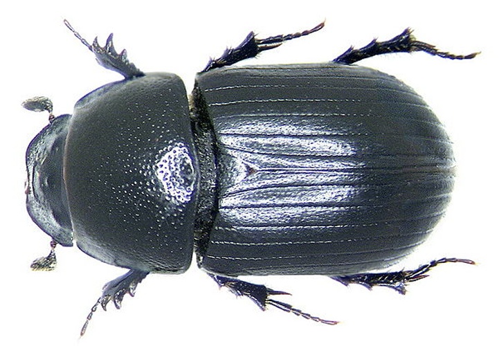 Agrilinus ater © <a rel="nofollow" class="external text" href="https://www.flickr.com/people/30703260@N08">Udo Schmidt</a> from Deutschland