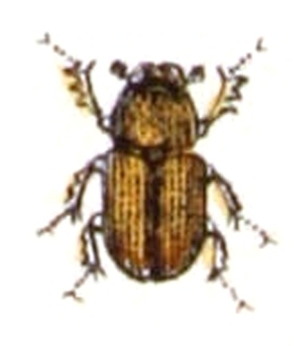 Aphodius rufus © <bdi><a href="https://www.wikidata.org/wiki/Q18508143" class="extiw" title="d:Q18508143">Emil Hochdanz</a>
</bdi>